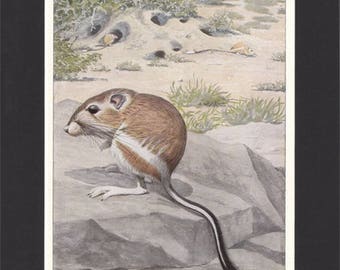 Kangaroo Rat Print 1918 by Louis Agassiz Fuertes Original Vintage Mounted Print Kangaroo Rat Picture Fuertes Print