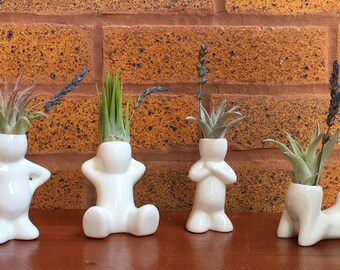 Air Plant Buddies - These little guys are perfect for your desk, nightstand or bathroom