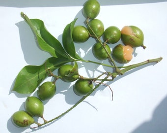 Spanish lime Seeds, Guinep,melicoccus bijugatus,Tropical fruit.
