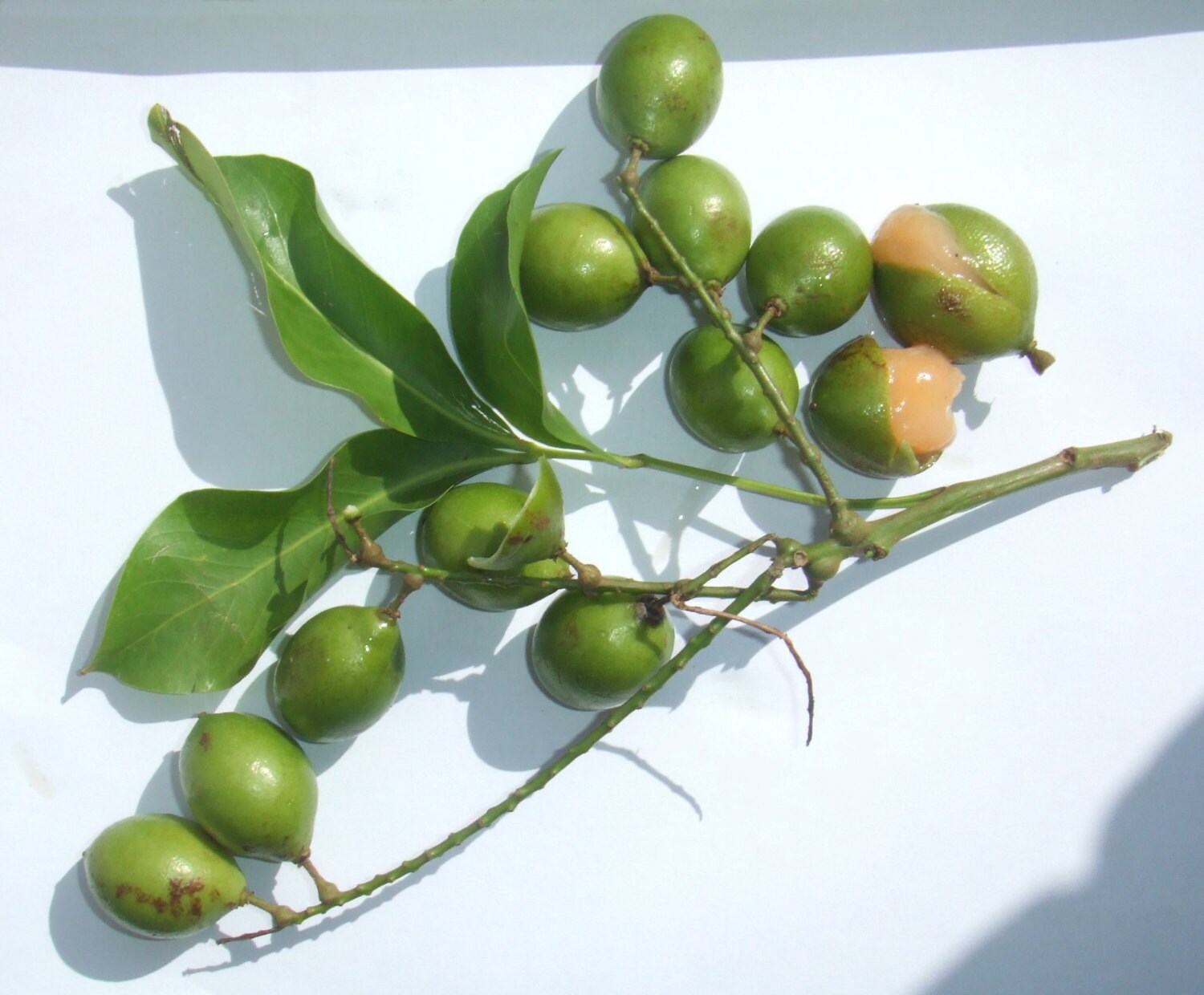Spanish lime Seeds Guinepmelicoccus bijugatusTropical