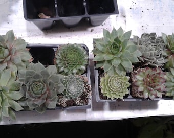12 for 20 Hardy Hens & Chicks-Succulent, Sempervivum Tectorum