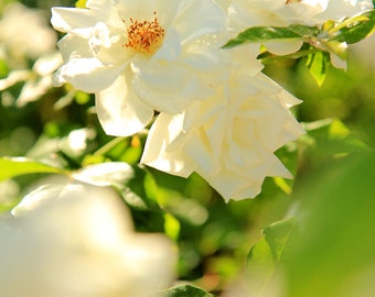 Flower Photography - Fine Art Photo Print of White Roses - Botanical Wall Art - Floral Decor - Size 8x10, 5x7, or 4x6