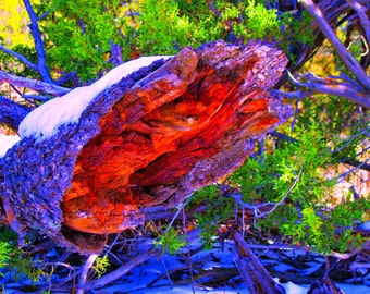 Tree Stump Wall Art, Photography