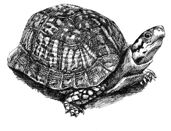 A Turtle 11x8 5 pen drawing print from original holiday