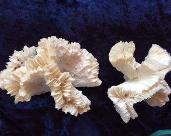 natural dried coral, vintage