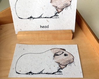 Guinea Pig 3-Part Nomenclature Matching Cards Printed on Banana Paper Card Stock