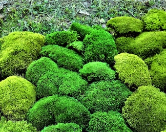 Mood Moss Preserved-By the foot or Bulk Moss-Floral supplies-Wedding Supplies-Fairy Garden Parties-NO WATER NEEDED
