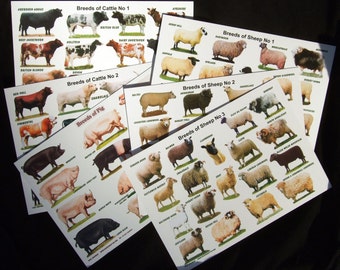 A4 Laminated Posters. Breeds Of Cattle Sheep Or Pigs