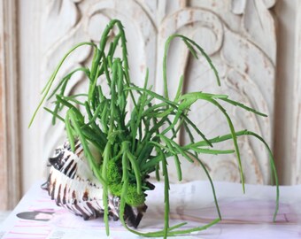 Faux succulent, faux succulent in shell, fake succulent, succulents