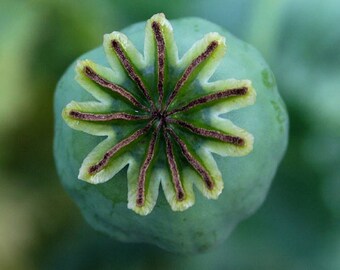 Papaver Somniferum 250 seeds, Giant Poppy