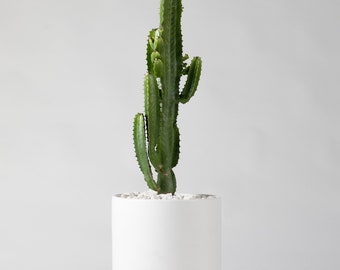 X-LARGE Cylinder | Mid Century Modern Planter | 12 & 15 in Ceramic Pot * POT ONLY*