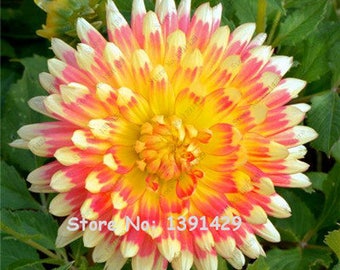 Dahlia Bulbs, (not Dahlia Seeds), Holland Dahlia Flower 3 Bulbs (item No: 14)