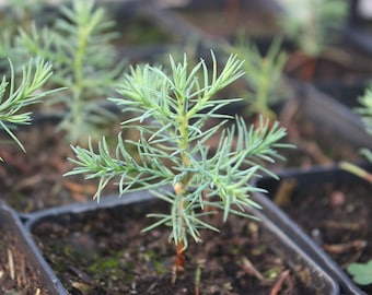 Plant Sequoia (soon) giant - Sequoiadendron giganteum