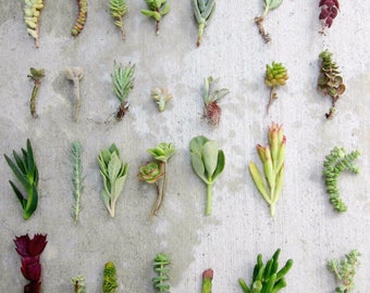 28 Separate Variety Succulent Cuttings, 3"-6", Free Shipping Organic Succulents Bulk Succulents Succulent Starters Live Succulents Clippings