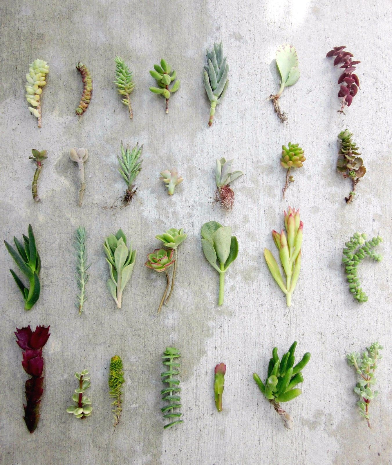 28 Separate Variety Succulent Cuttings 36 Free Shipping