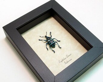 Real Blue Beetle Snout Weevil Framed Insect 7858