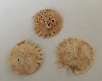 Echinoid aka Sand Dollar ( small)