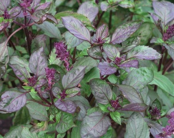 Basil Herb Plant, Aromato Bi-Color Organic