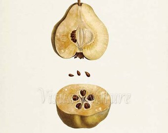 Pear Botanical Print, Pear Art Print, Pear Wall Art, Pear Seeds Fruit Art, Fruit Print, Kitchen Art, Garden, Redoute Art, Poire