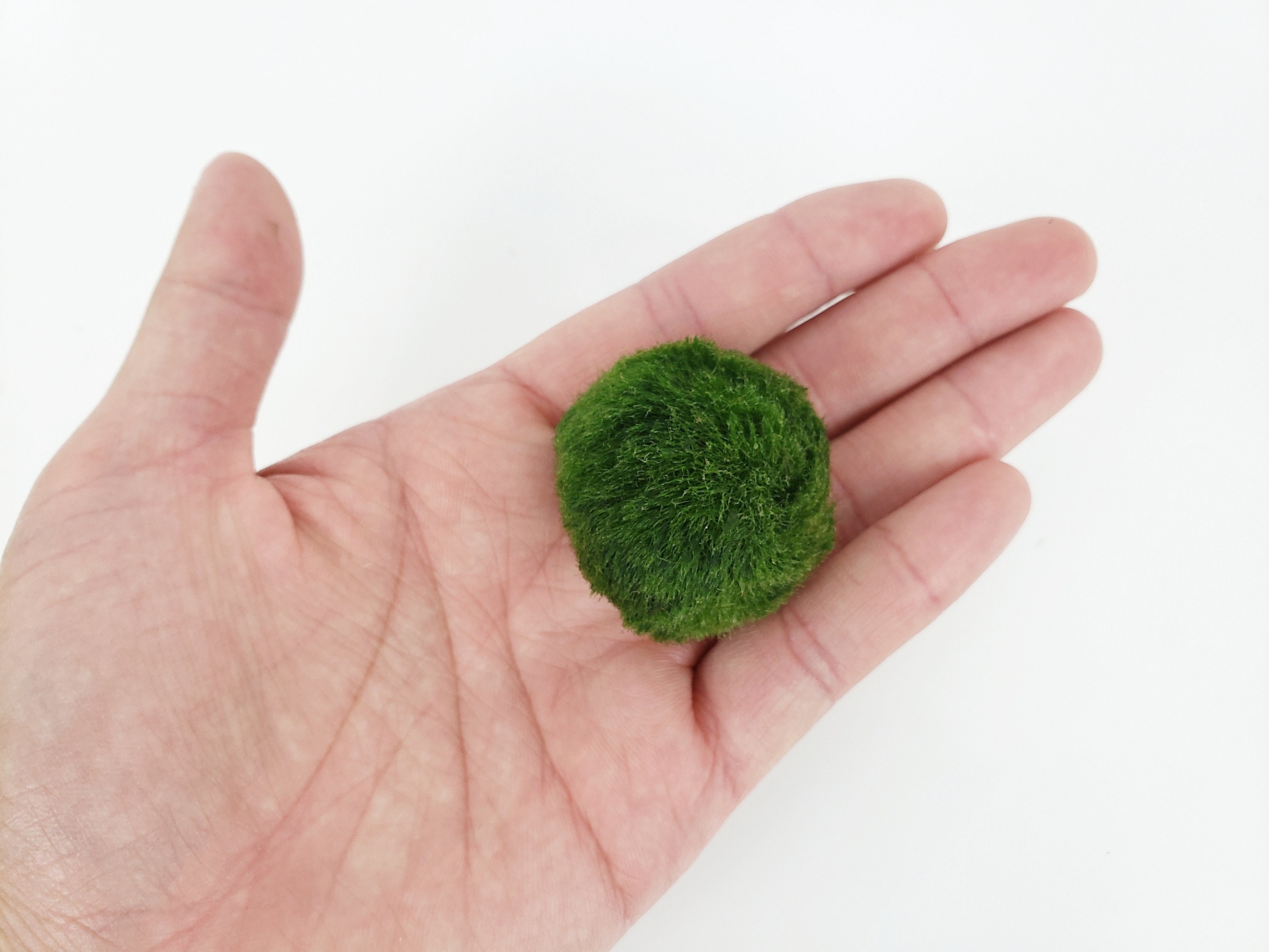 live moss balls