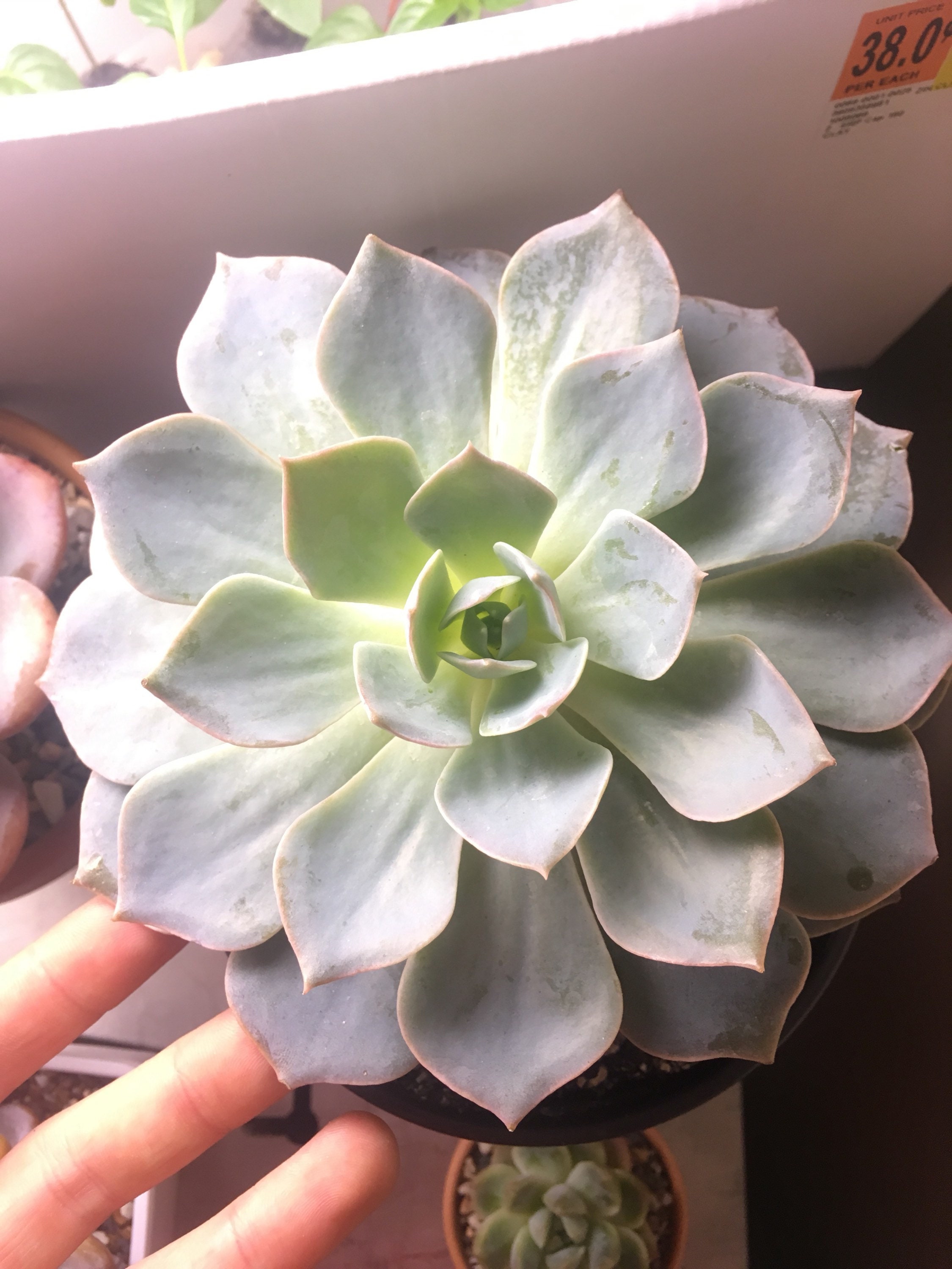 echeveria subsessilis aka morning beauty 6 plant