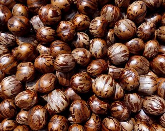 100 grams of Hevea seeds collected in Madagascar