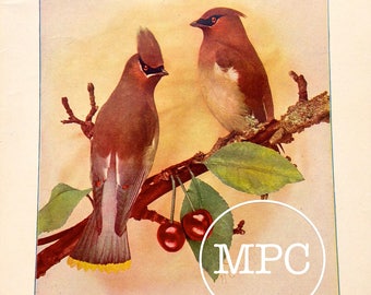 1904 Antique Lithograph of Cedar Birds on a Cherry Tree