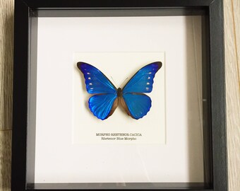 Rhetenor Blue Morpho Butterfly Frame