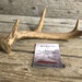 Craft Whitetail Deer Antler - 4 Point Antlers - Lot No. 180612-JJ