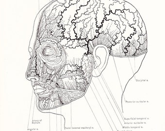 arteries of the face