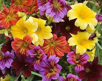 Salpiglossis Sinuata Mix (1000 SEEDS)