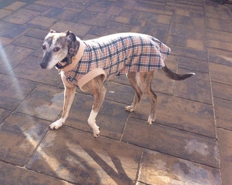 Greyhound jumpers