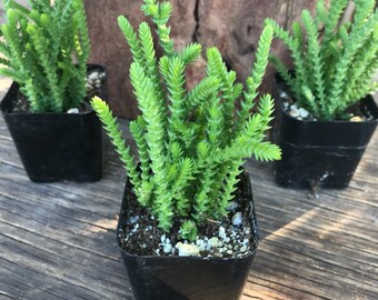 2" Succulent - Watch Chain, Crassula muscosa
