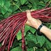 Yard Long Giant Bean 10 Seeds ,Red Bean 1 Meter'' by Samenchilishop