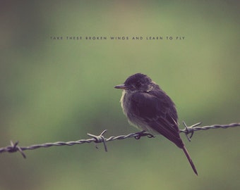 Black Bird Singing, Bird Photography, Bird Print, Bird Art, Bird Photo, Bird Gift, Black Bird Print, Black Bird Art, Black Bird Photo