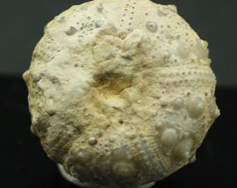 Sea Urchin (Echinoderm) fossil, Morocco