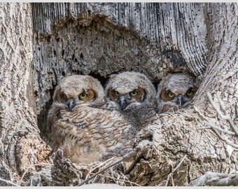 Great Horned Owl Picture
