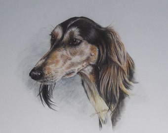 Original Drawing - Saluki