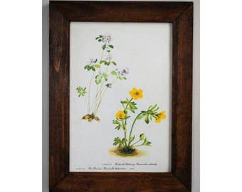 Framed Vintage 1950's Botanical Print