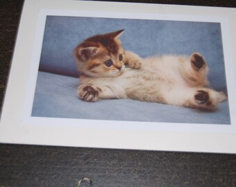 Tabby Kitten on Side 5x7 Notecard and Envelope