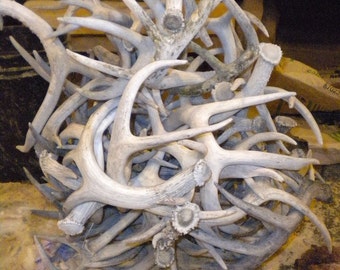 Bulk Lot of White, Weathered Deer Antler - 10 Pounds - Whitetail and Mule Deer