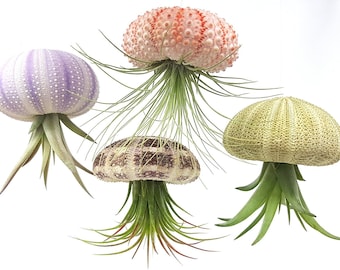 4 Pcs Sea Urchin Air Plant Jellyfish Lot / Kit Includes Plants, Shells, and Hanging Accesories, + Gift Box