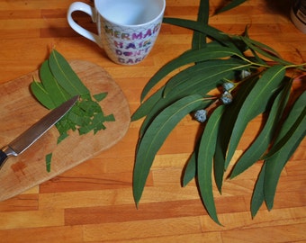 1 Kg Fresh Eucalyptus Leaves or branches, wild, organic, chemical-free, perfect fo tea, wedding decor, sugar glider food, spiny leaf food