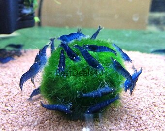 5x pc 15-17mm Marimo Moss Balls Aquarium Fish Shrimp Tank!!