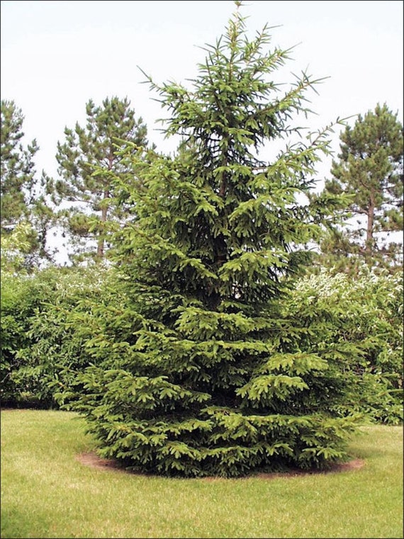 norway spruce seedlings