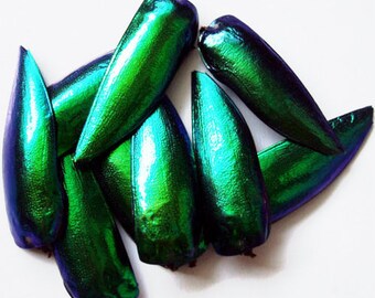Fournitures pour vos oeuvres d’art - insectes séchés - : lot de 250 boucliers de Chrysochroa jewelbeetle livraison gratuite