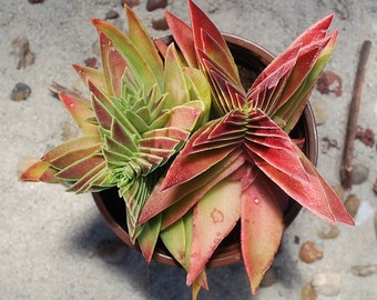 Crassula capitella subsp. thyrsiflora - Red Pagoda, Pagoda Village 2" pot