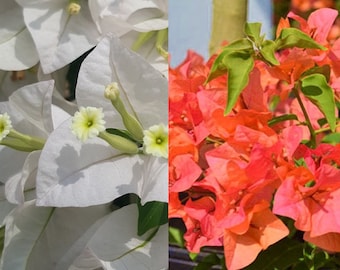 Bougainvillea Combined two colors in one plant orange/white