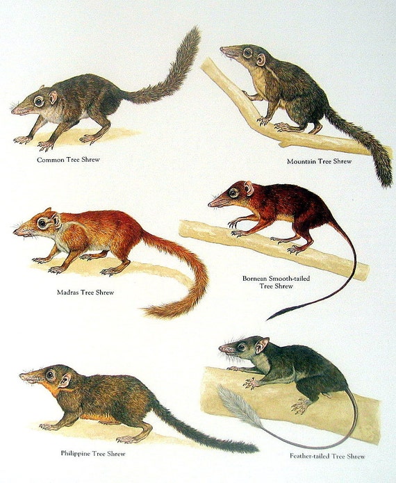 Shrews Common Tree Shrew Madras Tree Shrew Philippine Tree