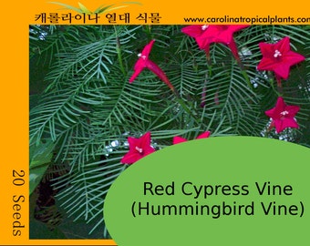 Red Cypress Vine Seeds (20 Seeds) (Hummingbird Vine)